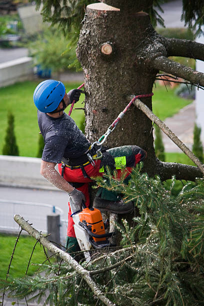 How Our Tree Care Process Works  in  Gretna, FL